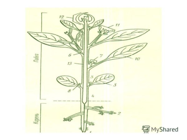 Каланхоэ герань