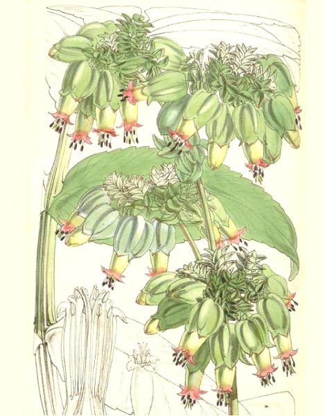 Каланхоэ Долли