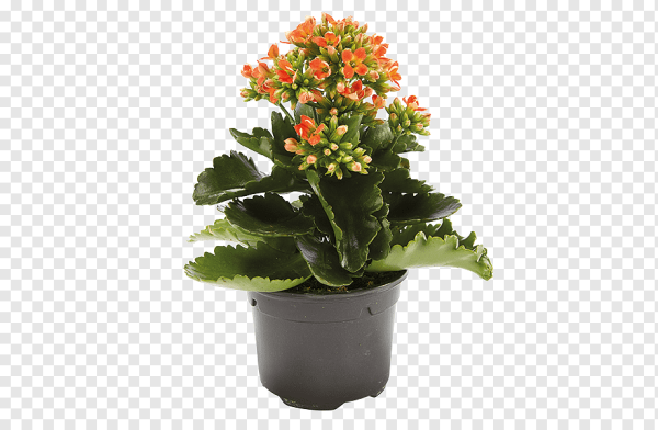 Каланхоэ питон