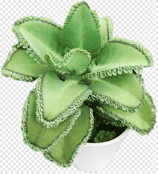 Рисунок каланхоэ в горшке