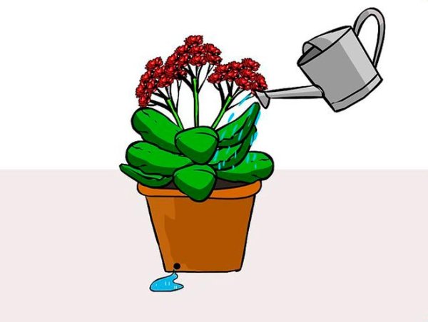 Бегония раскраска цветок