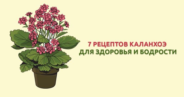 Каланхоэ рисунок дидактический