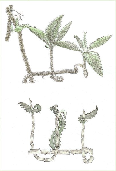 Побеги каланхоэ