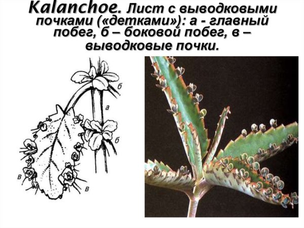 Каланхоэ перистое Фармакогнозия