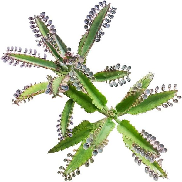 Каланхоэ паспорт растения