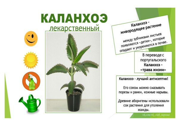 Алоэ раскраска