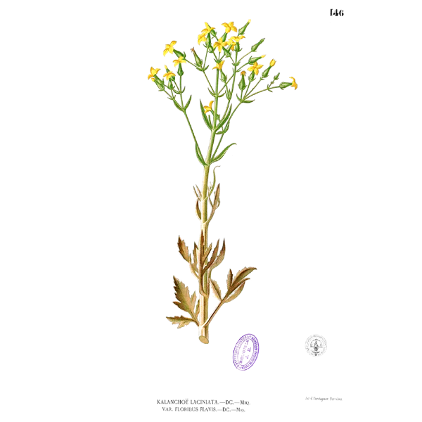 Алоэ растение раскраска