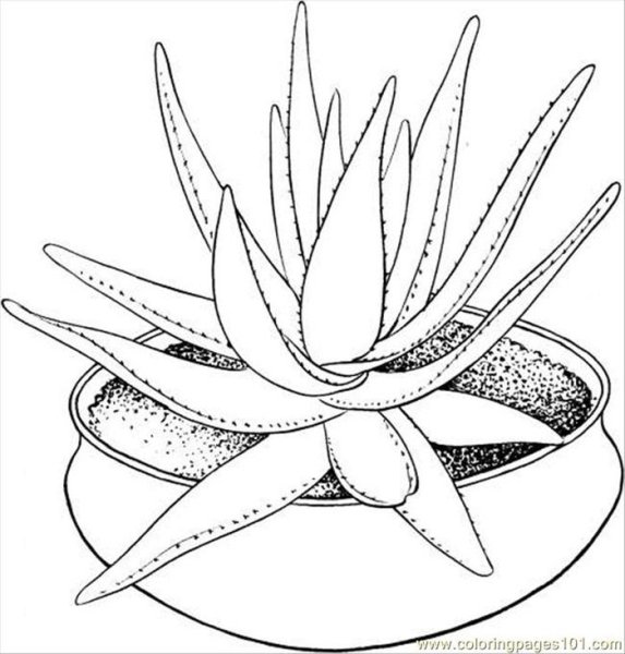 Герань комнатная и фиалка