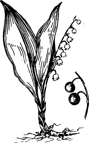 Ландыш Майский Лилейные