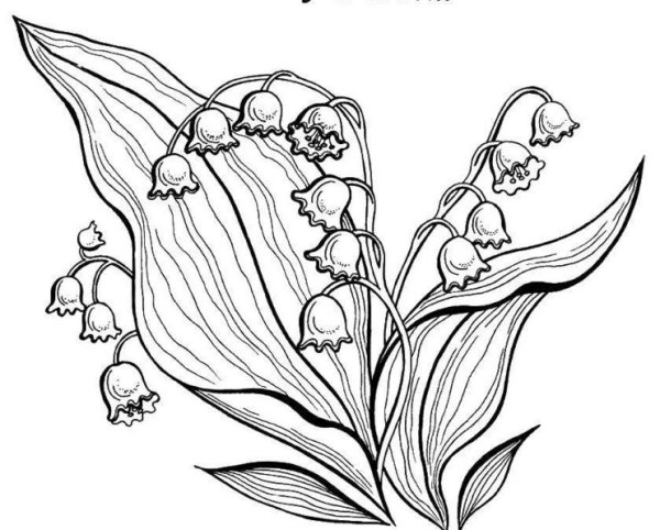 Ландыш Майский корневище