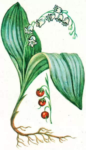 Растение Ландыш Майский рисунок