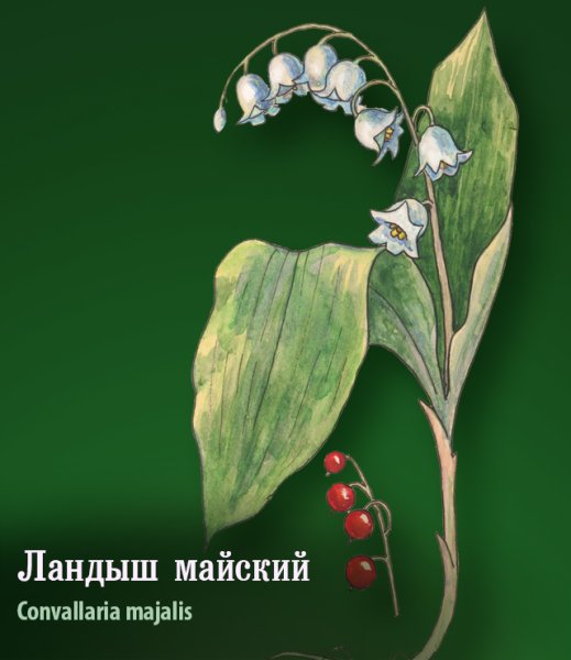 Трава ландыша майского