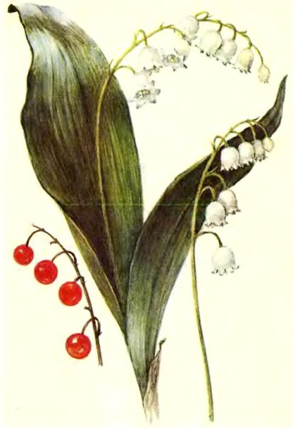 Ландыш Майский Ботаническое