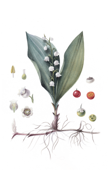 Ландыш Майский