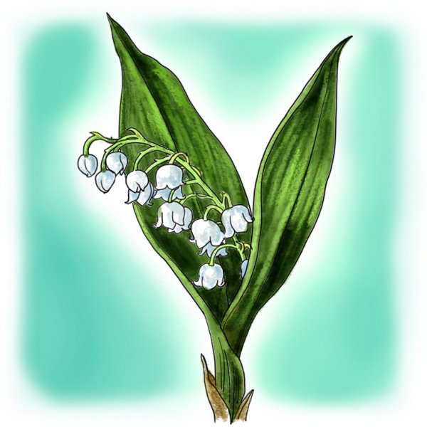 Ландыш Майский разукрашка