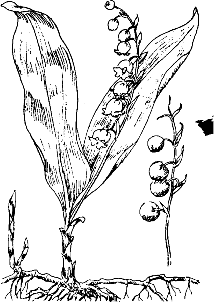 Способ распространения ландыша