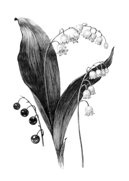 Ландыш Майский