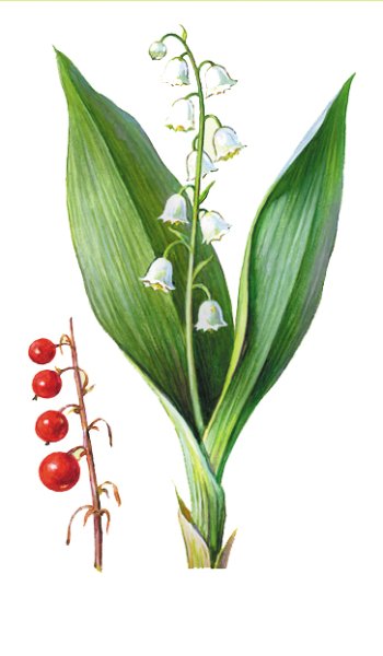 Ландыш Майский красная книга Воронежской области