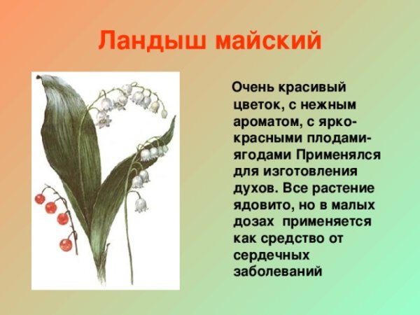 Ландыш рисунок