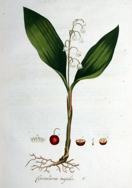 Строение цветка ландыша майского