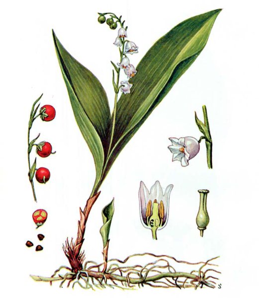 Ландыш Майский Лилейные