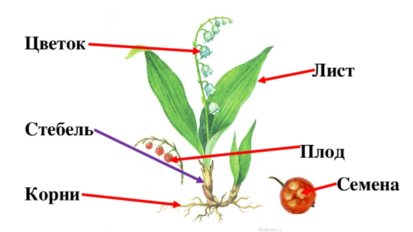 Ландыш Майский Ботаническая иллюстрация