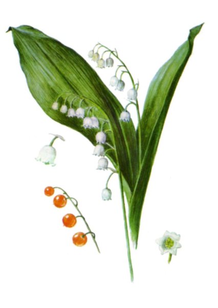 Рисунок ландыша и его строение