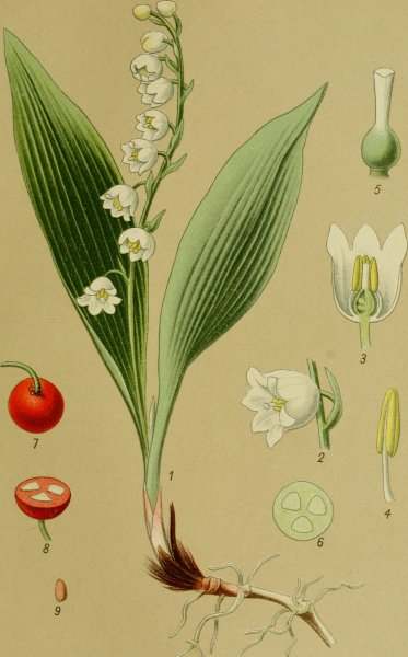 Ландыш Майский корневище