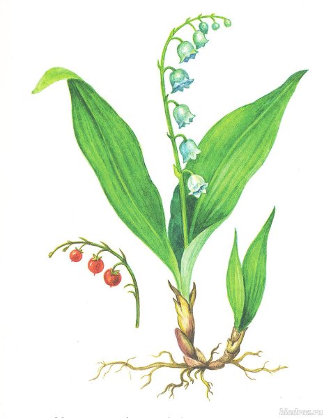 Ландыш Майский ботаника