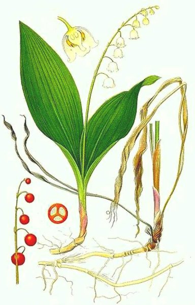 Ландыш Майский ботаника