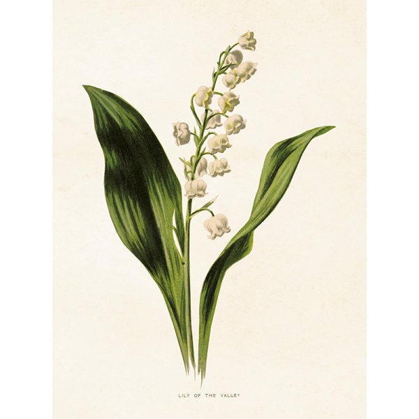 Ландыш Майский для рисования