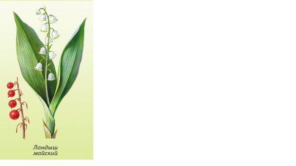 Ландыш Майский