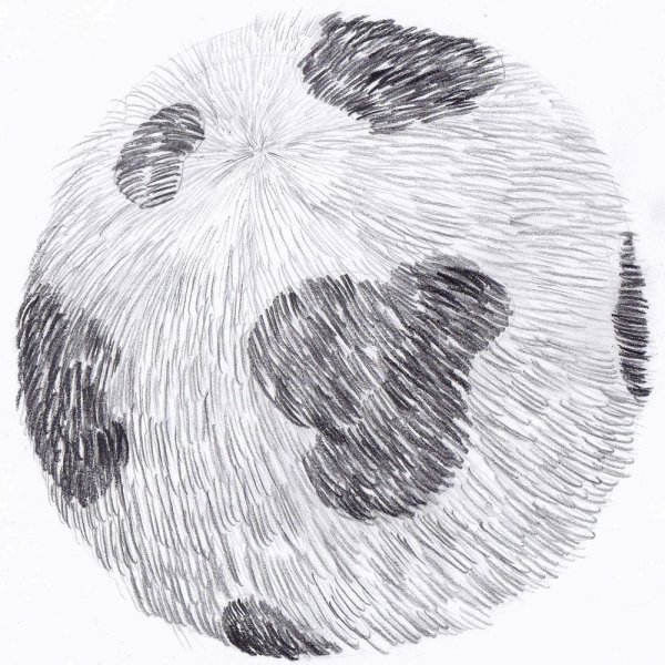 Шерсть карандашом