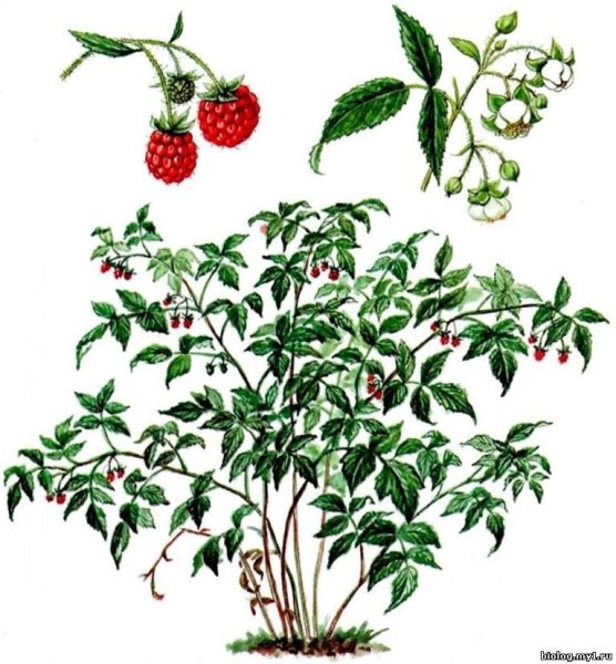 Кустарники малина для детей