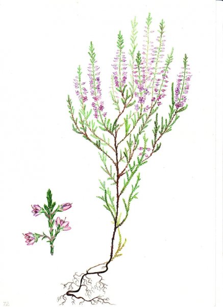 Вереск обыкновенный Ботанический рисунок