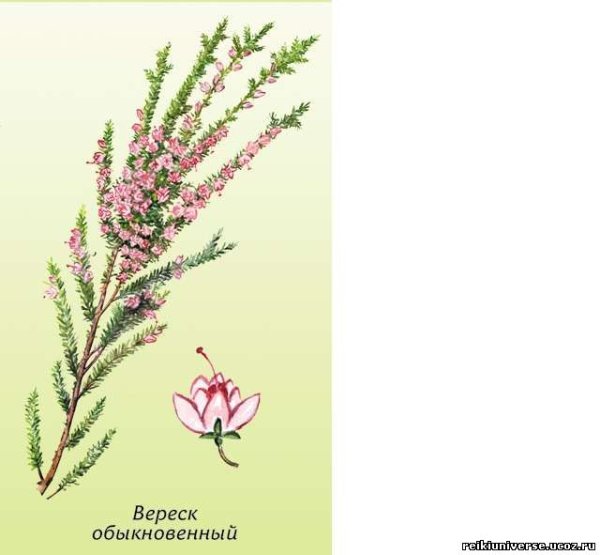 Вереск обыкновенный