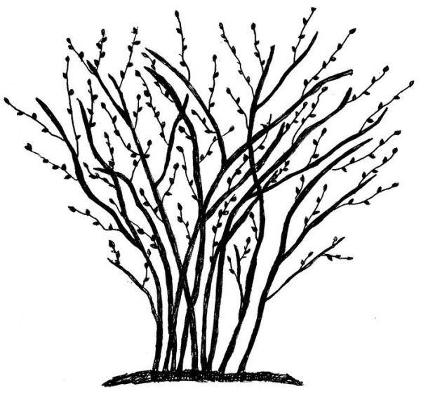 Кустарник раскраска