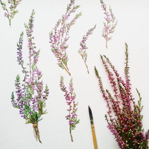 Вереск обыкновенный рисунок