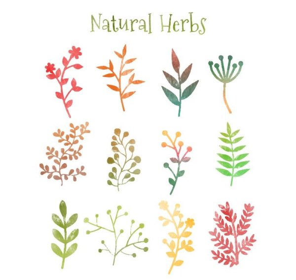 Вереск обыкновенный гербарий