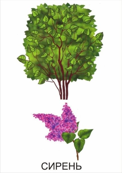 Кустарники картинки