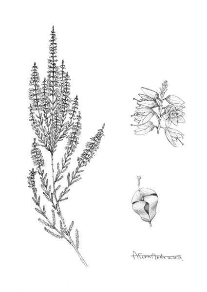 Вереск обыкновенный