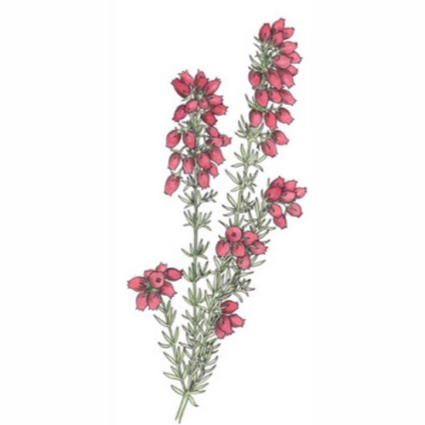 Вереск Ботанический рисунок