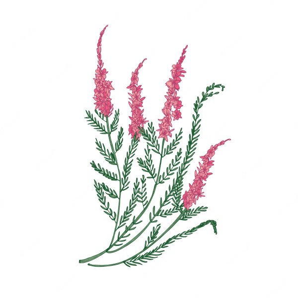 Вереск обыкновенный Ботанический рисунок