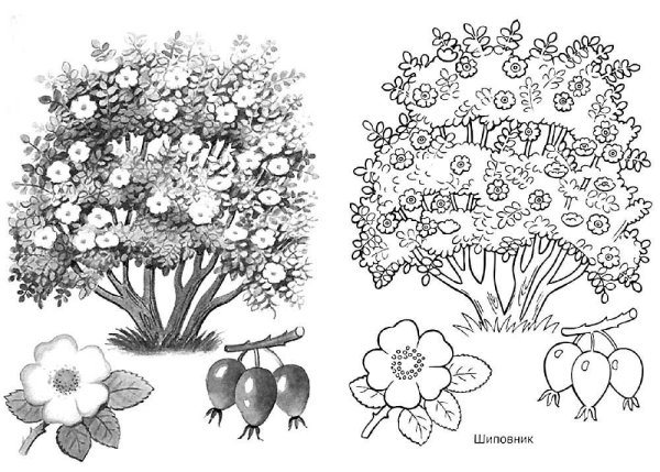 Раскраска кустарники для детей