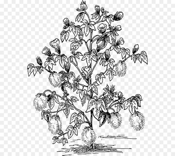 Кустарник раскраска