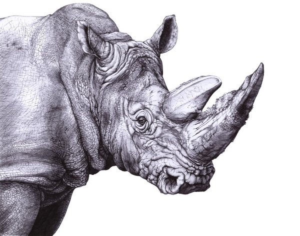 Носорог эскиз