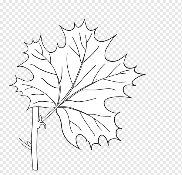 Лист клёна рисунок