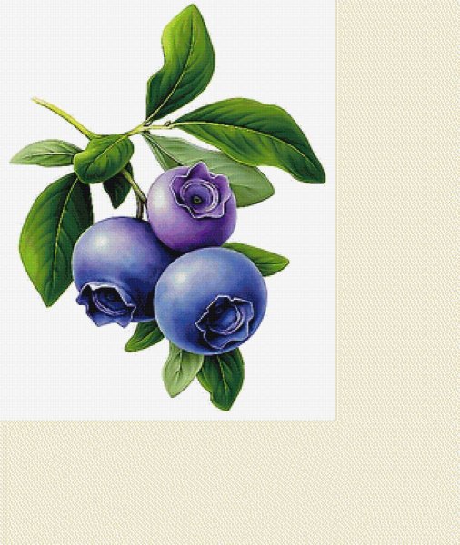 Голубика нарисованная