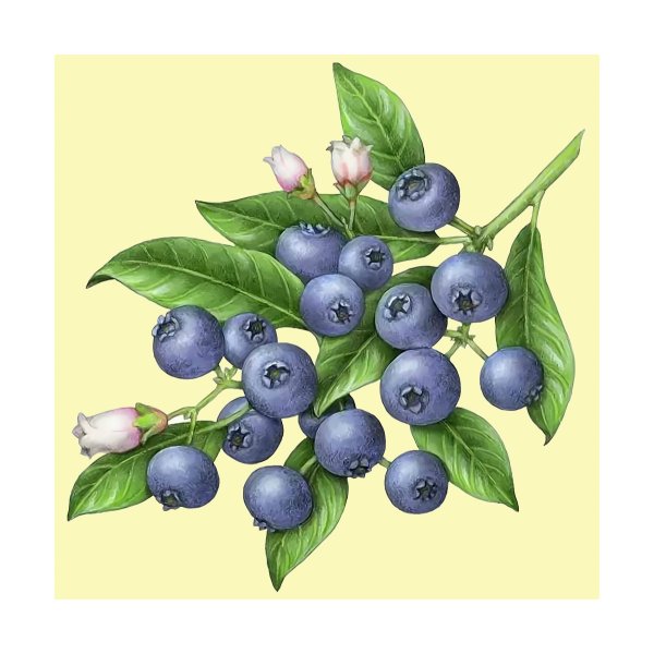 Черника куст