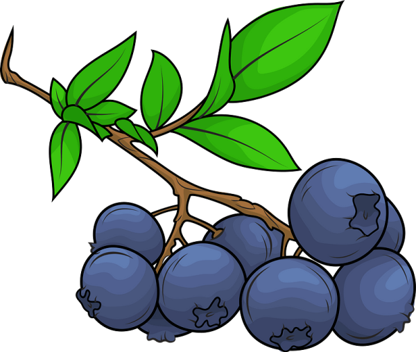 Голубика ягода вектор